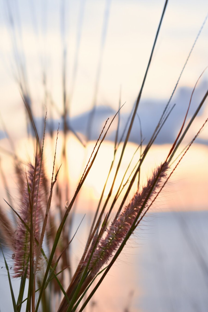 Graminées au coucher de soleil - douceur et sérénité