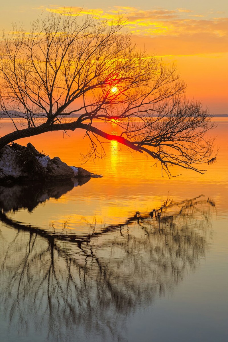 Coucher de soleil sur l'eau avec arbre et reflet